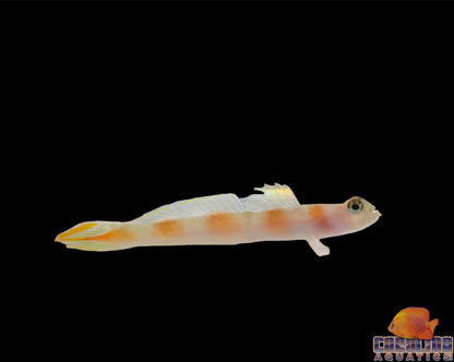 Goby - Aurora
