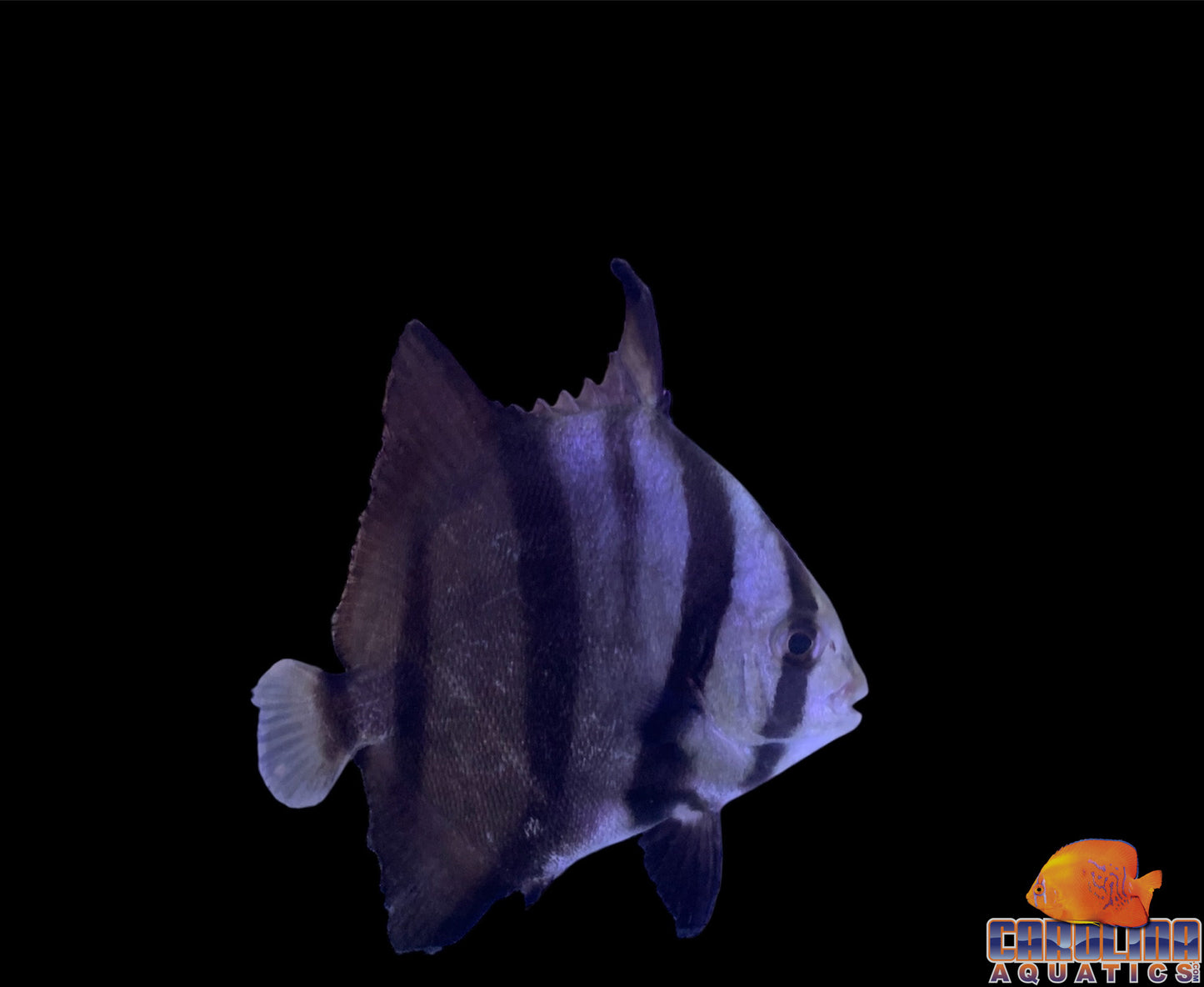 Spadefish