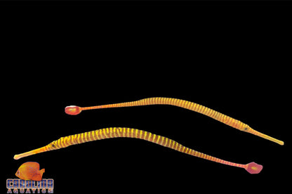 Pipefish - Manybanded