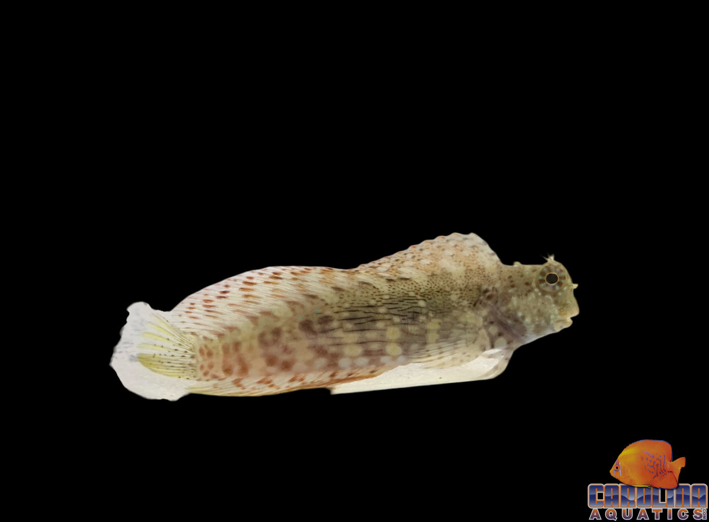 Blenny - Lawnmower Lg
