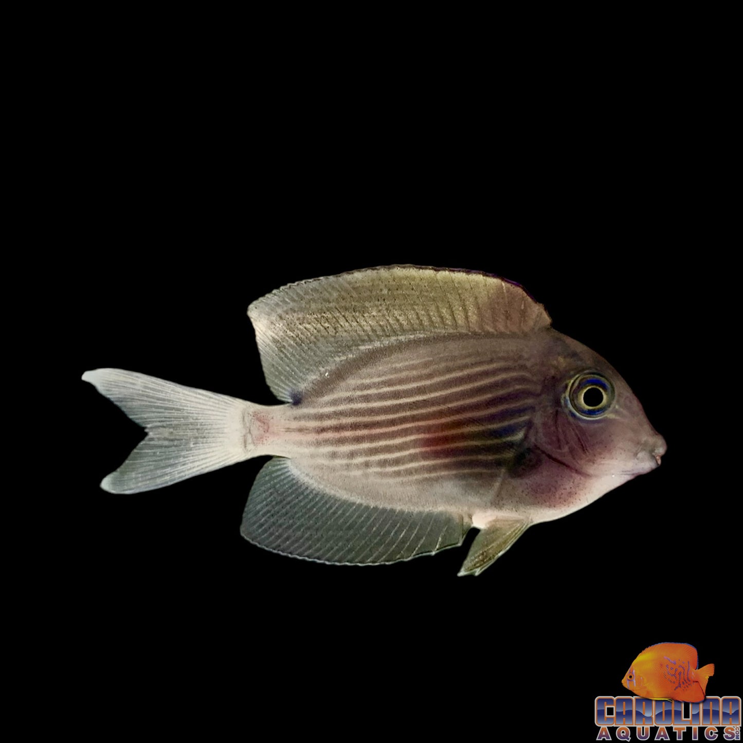 Tang - Bristletooth Orange Striped Md