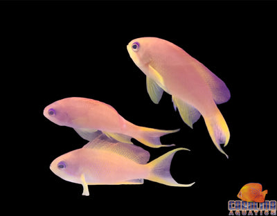 Anthias - Squamipinnis Female Indo