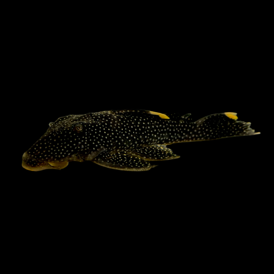 Pleco - Fine Spot Gold Nugget L-081 4in