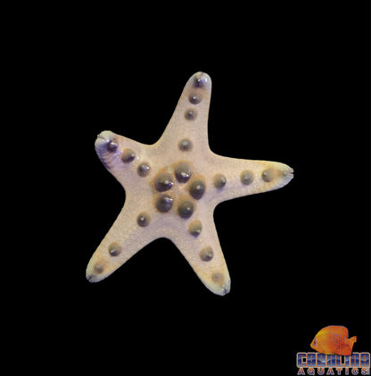 Starfish - Chocolate Chip