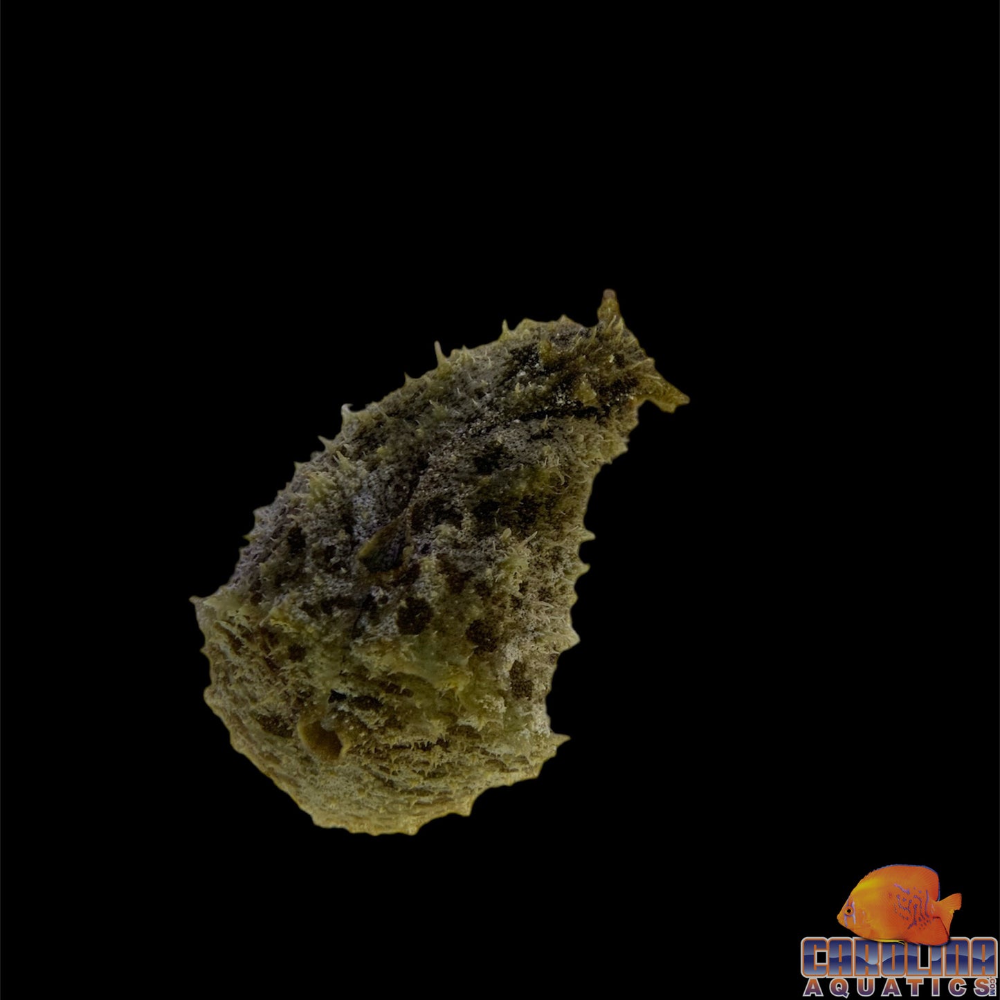 Sea Hare Sm