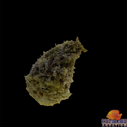 Sea Hare Sm