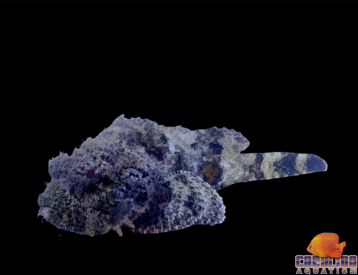 Scorpionfish - Spotted Jumbo