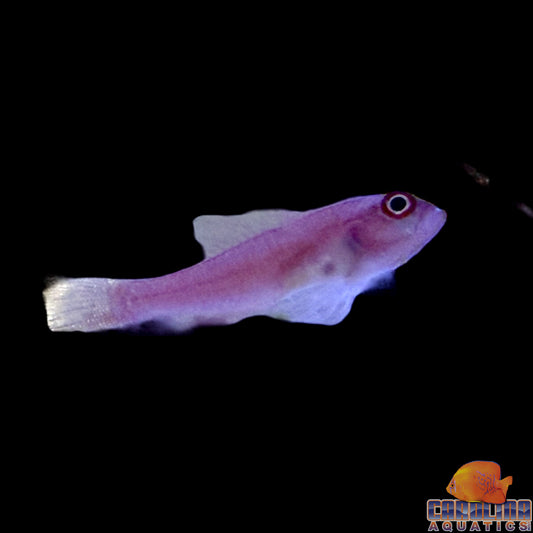 Goby - Ringeye Pygmy