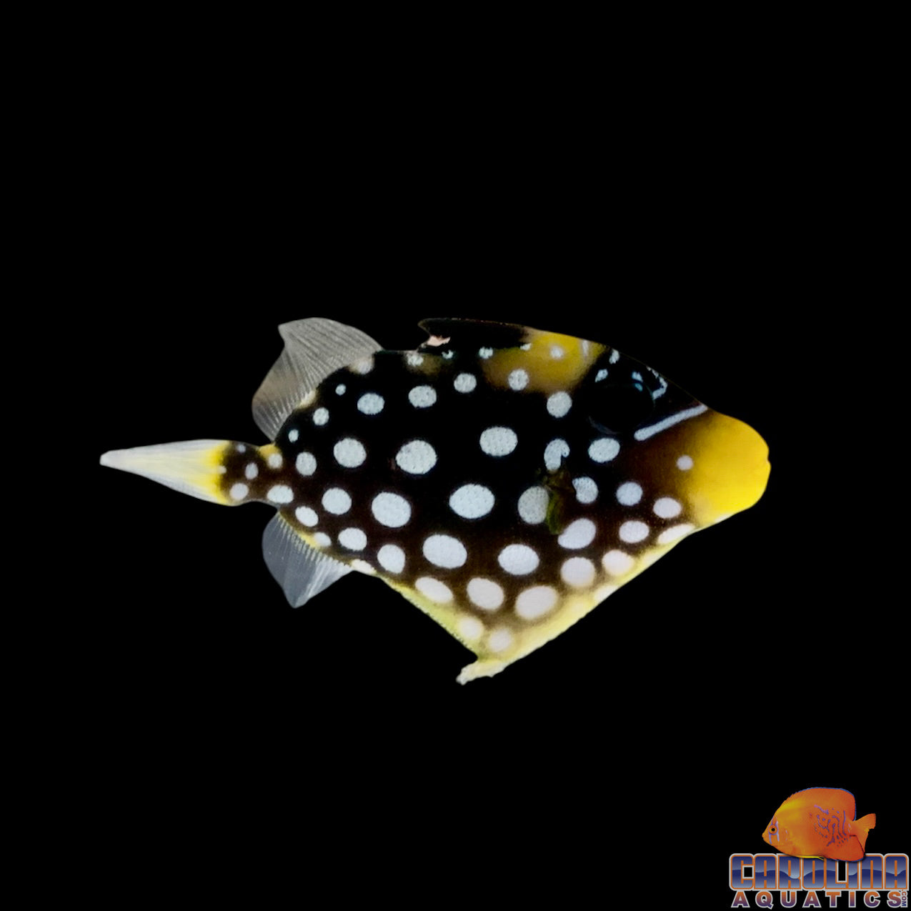 Trigger - Clown Tiny