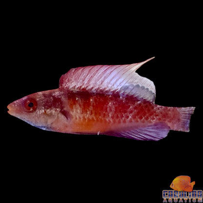 Wrasse - Tono's Fairy