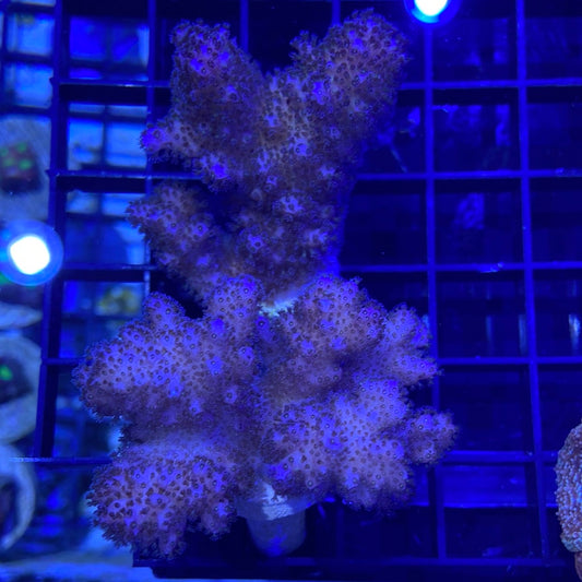 Frag - Pink Cat’s Paw Poccillipora