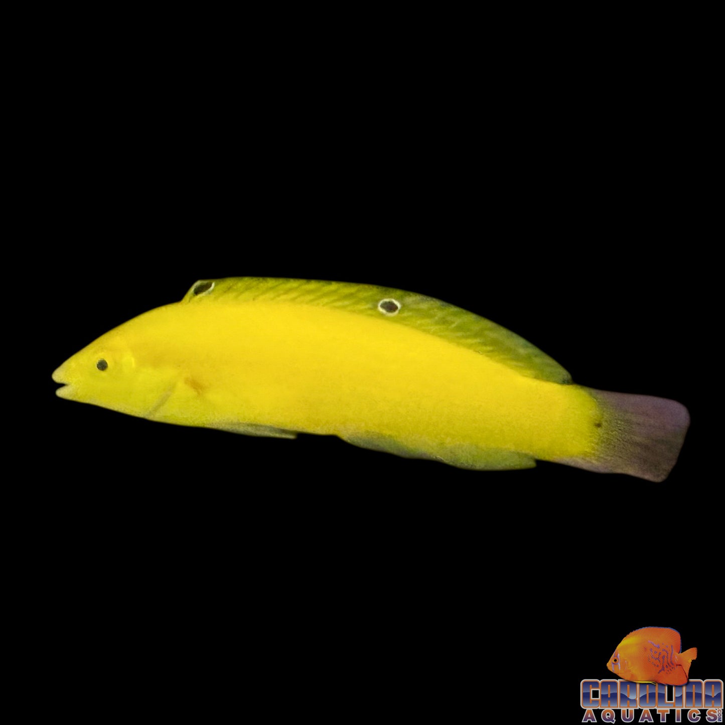 Wrasse - Coris Yellow Lg
