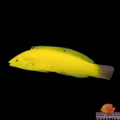 Wrasse - Coris Yellow Lg