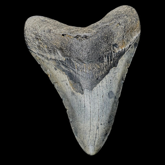 Megalodon Tooth