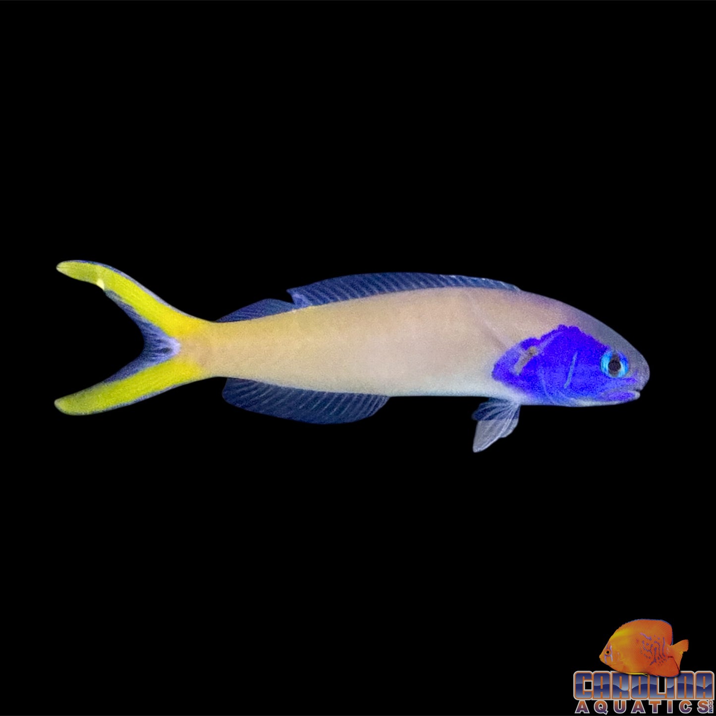 Tilefish - Starck's