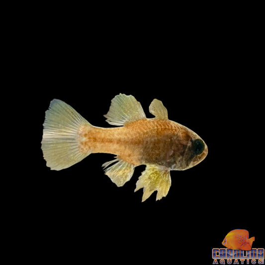 Cardinal - Conchfish