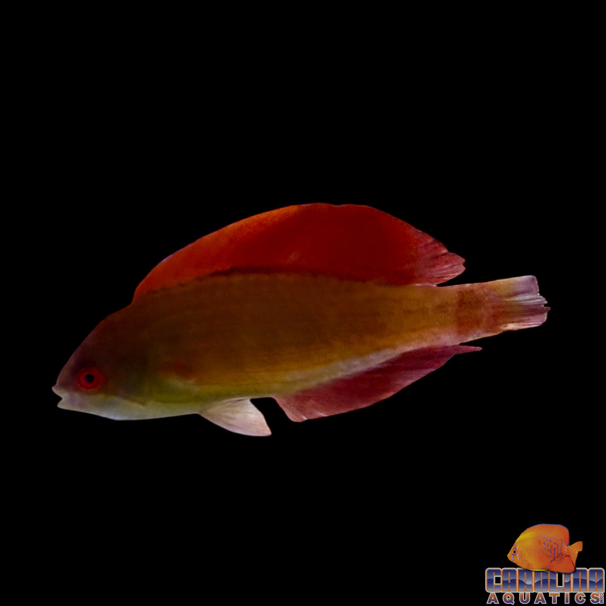 Wrasse - Eight Line Flasher