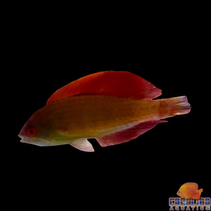 Wrasse - Eight Line Flasher