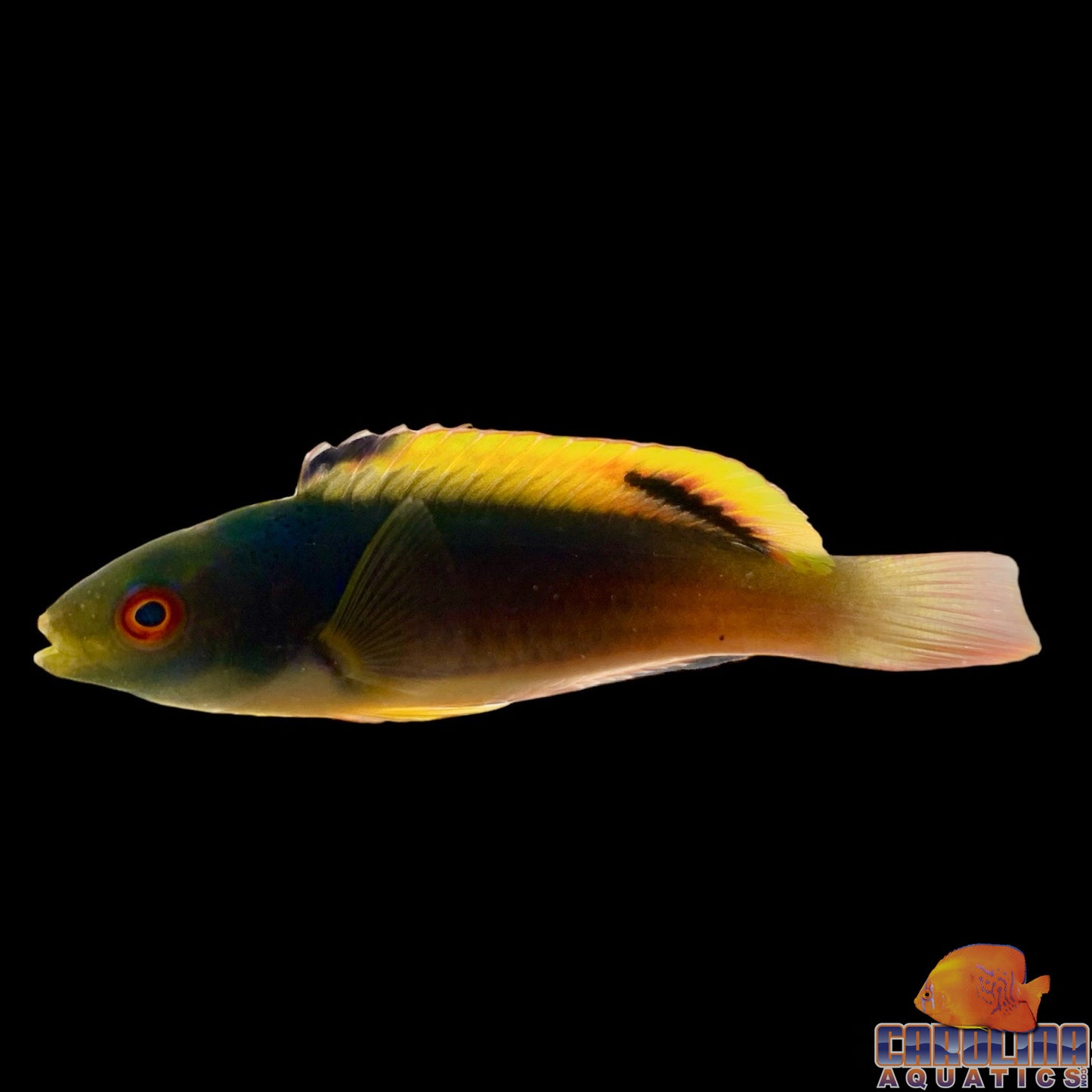 Wrasse - Scott’s Fairy