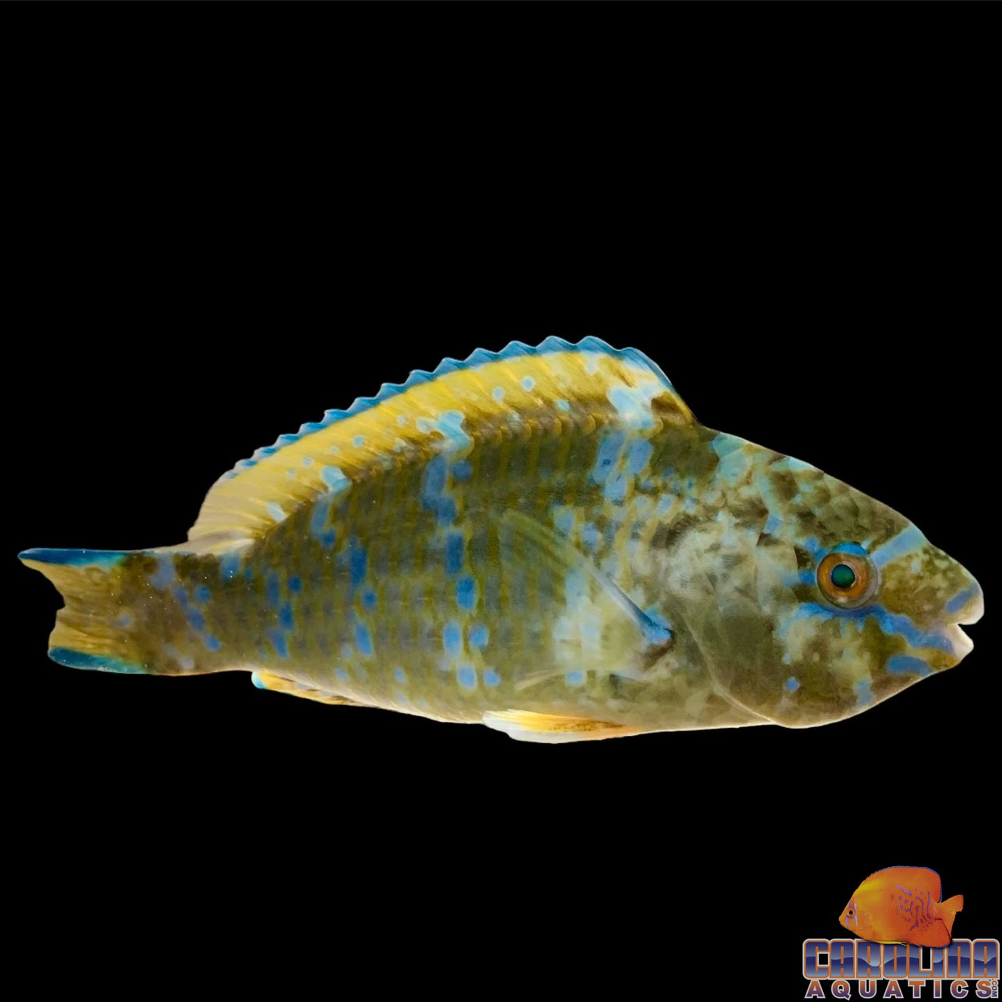 Parrotfish - Blue-Barred Lg