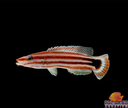 Hogfish - Candy Striped