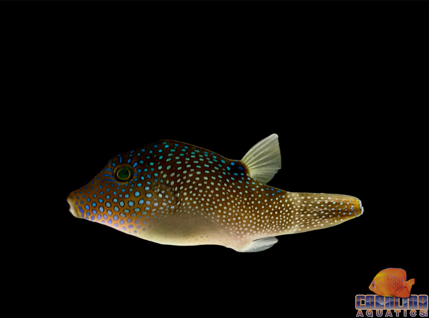 Puffer - Blue Spotted Sharpnose