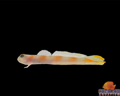 Goby - Aurora