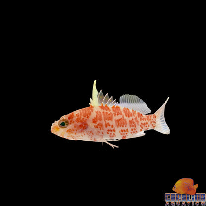 Hawkfish - Pygmy Geometric