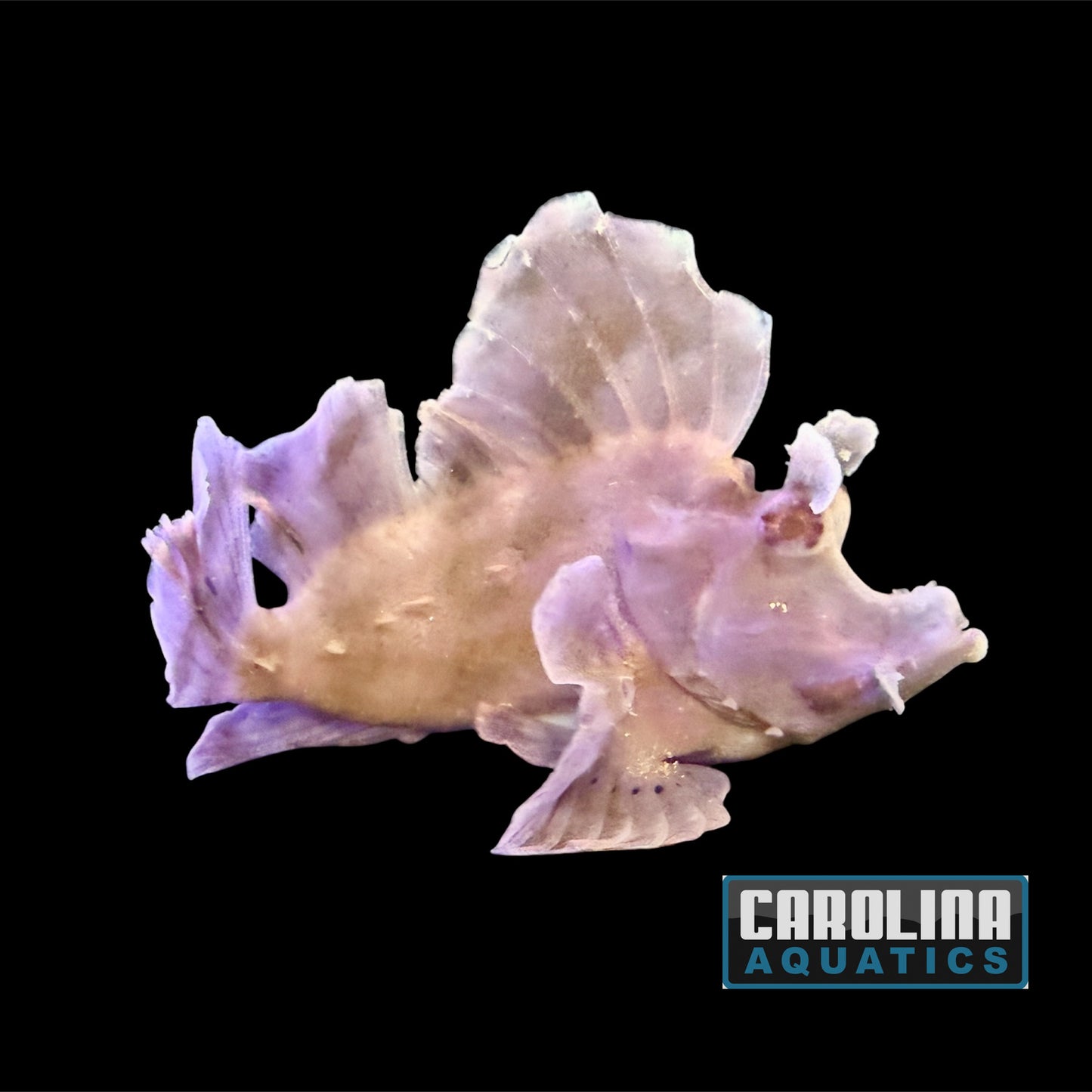 Scorpionfish - Goose XL WYSIWYG
