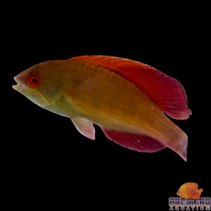 Wrasse - Eight Line Flasher