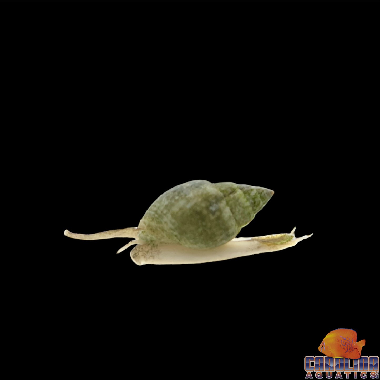 Snail - Nassarius Lg