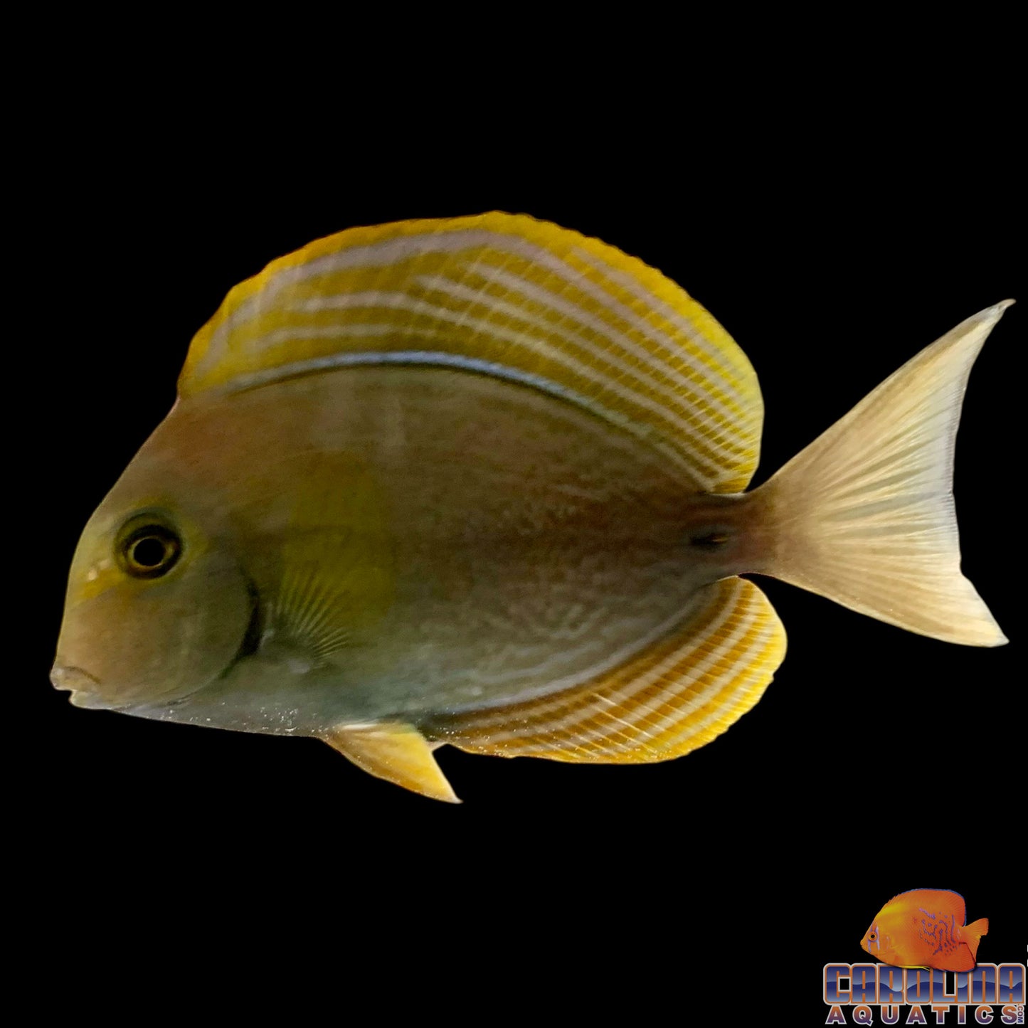 Tang - Yellowfin Tiny