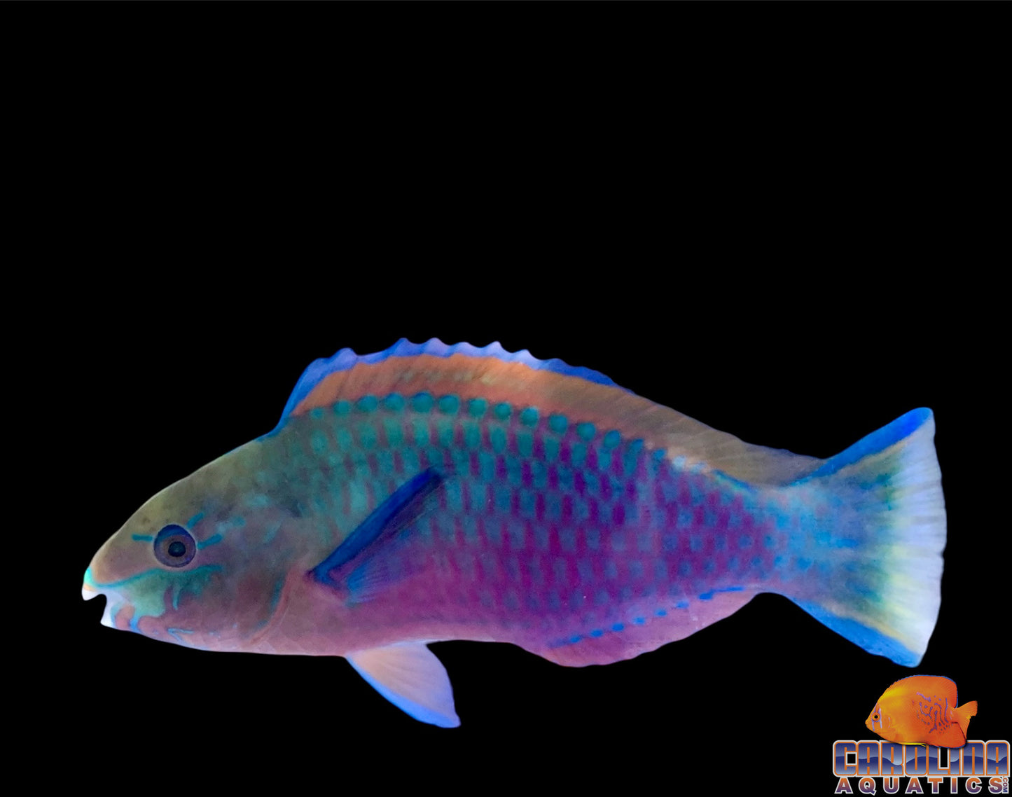 Parrotfish - Quoyi Lg