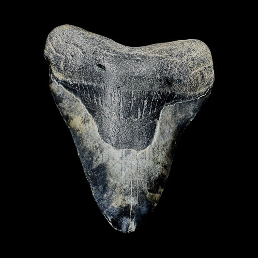 Megalodon Tooth
