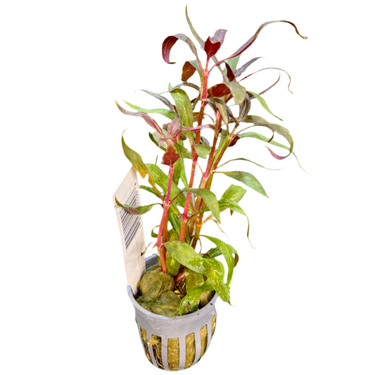 Telanthera Potted