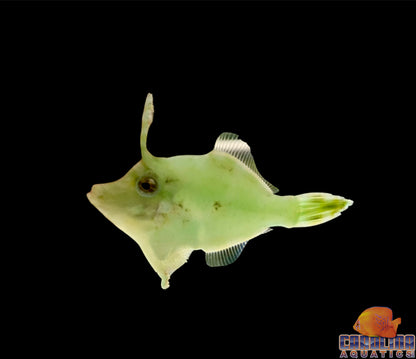 Filefish - Green (eats majanos)