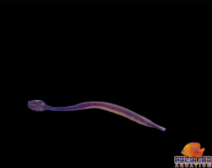 Pipefish - Blueline