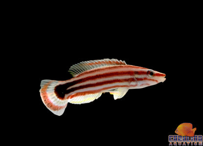 Hogfish - Candy Striped