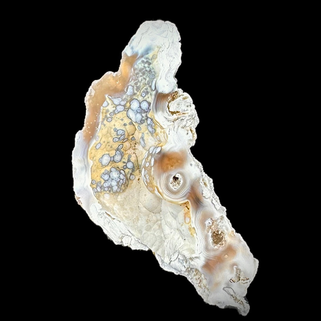 Petrified Coral