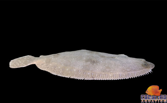 Flounder - Gulf XL