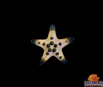 Starfish - Chocolate Chip