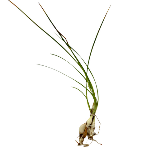 Onion Dwarf Plant