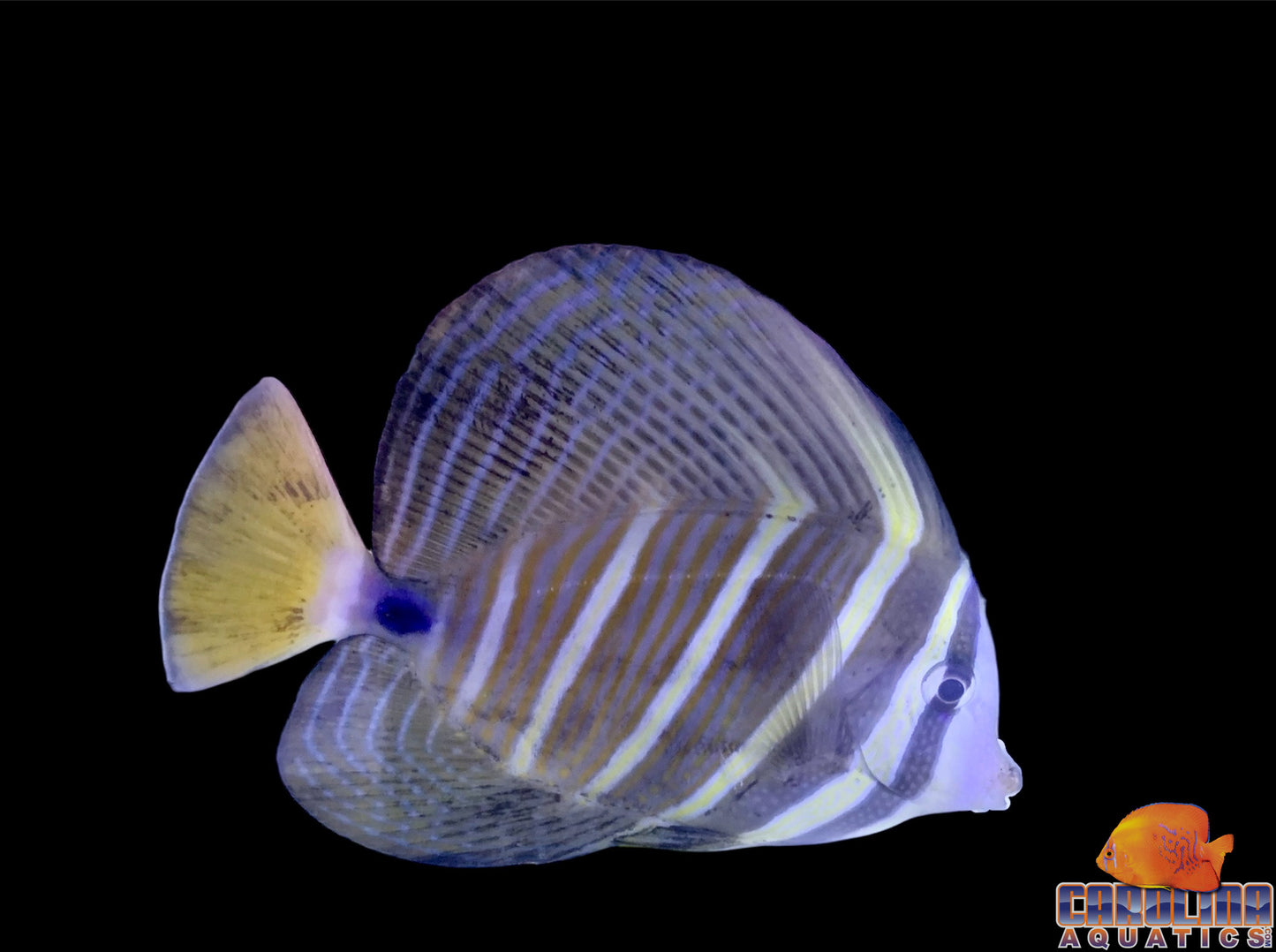 Tang - Sailfin XL