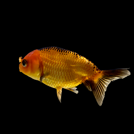 Goldfish - Ranchu Imported Asst.