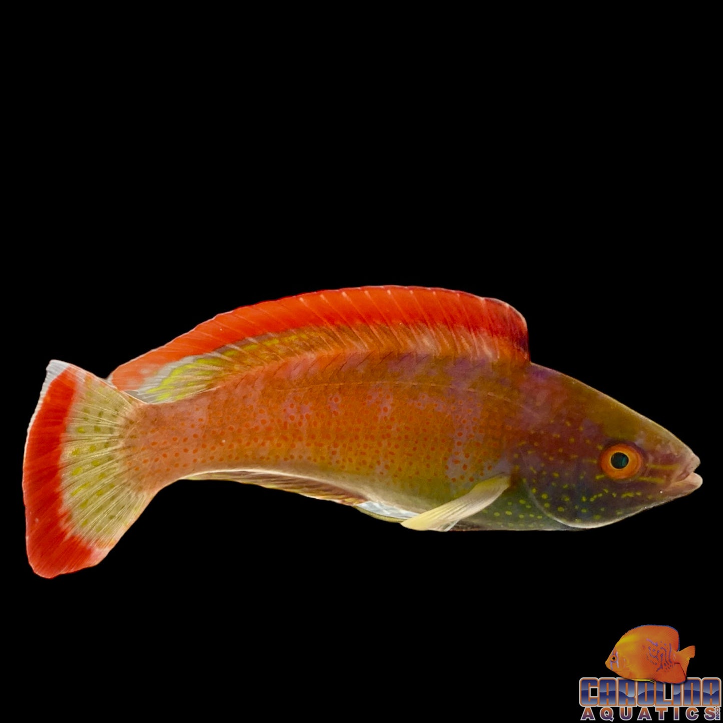 Wrasse - Fairy Rubrimarginatus Fiji