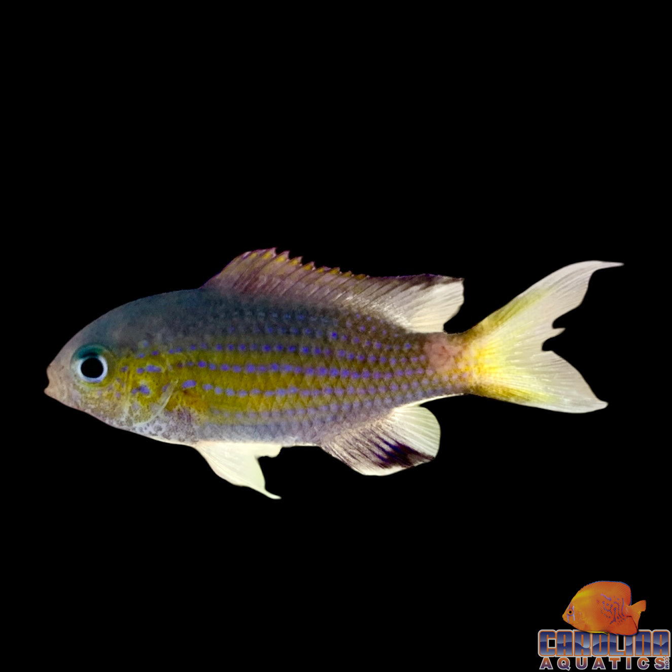 Chromis - Vanderbuilt