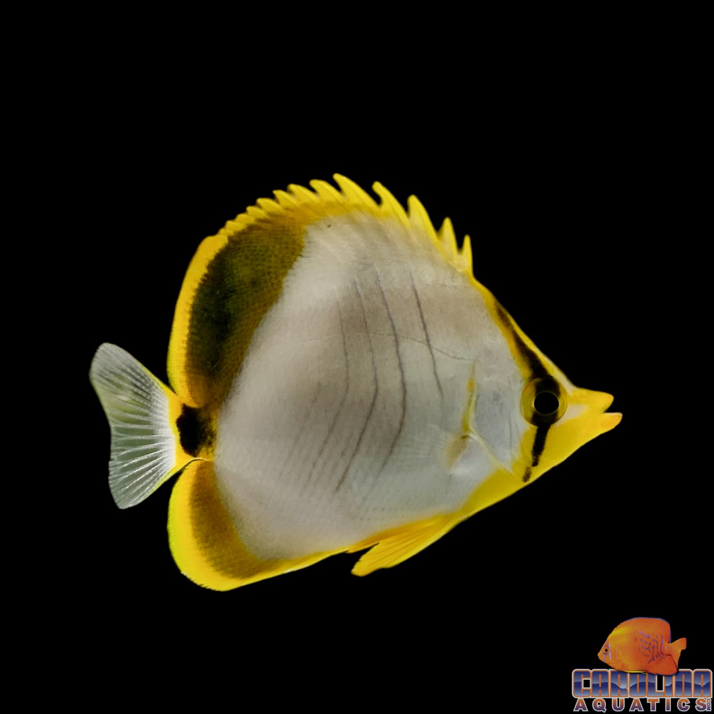 Butterfly - Golden Head Sm