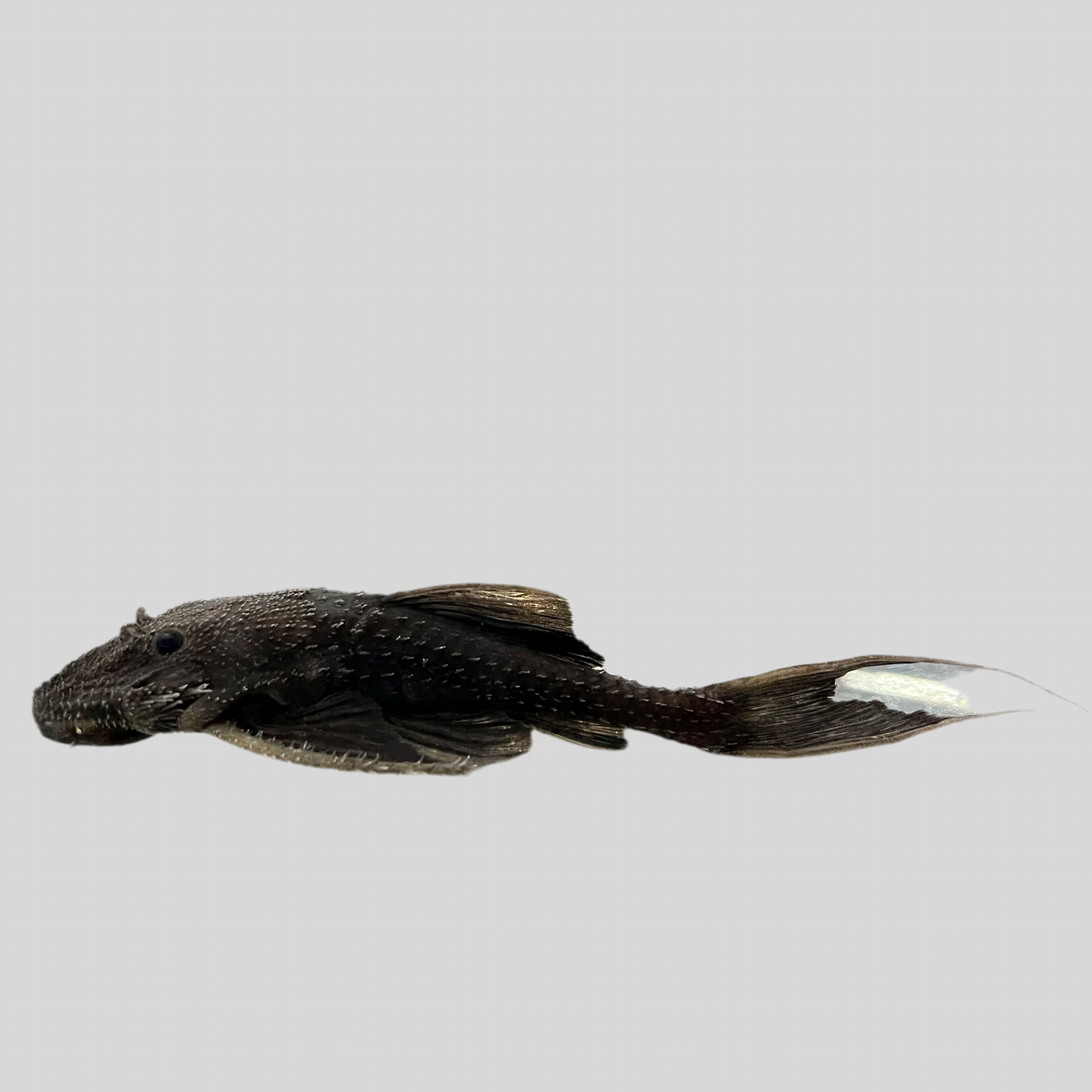 Pleco - Black Adonis L-155 4.5-5.5in