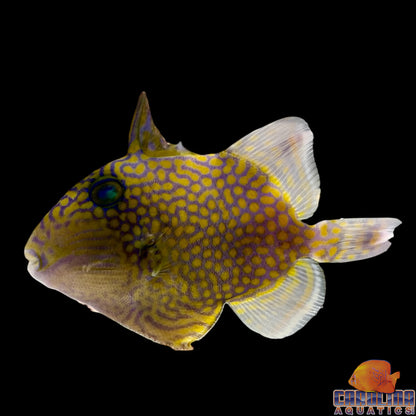 Trigger - Blue Line Md