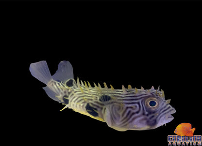 Puffer - Striped Burrfish Lg